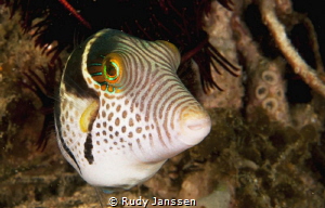 PARALUTERES PRIONURUS INDOPACIFIC  (10cm) by Rudy Janssen 